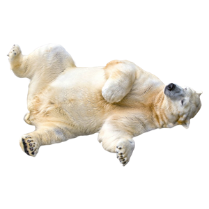 Polar white bear PNG-23512